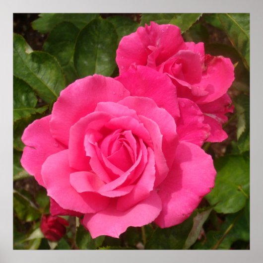 Poster Roses roses roses douces (Devant)