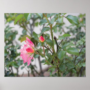 Poster Roses roses roses pleine couleur photo