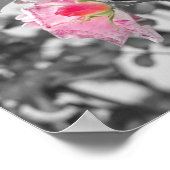 Poster Roses roses roses rose Couleur Splash Photo (Coin)