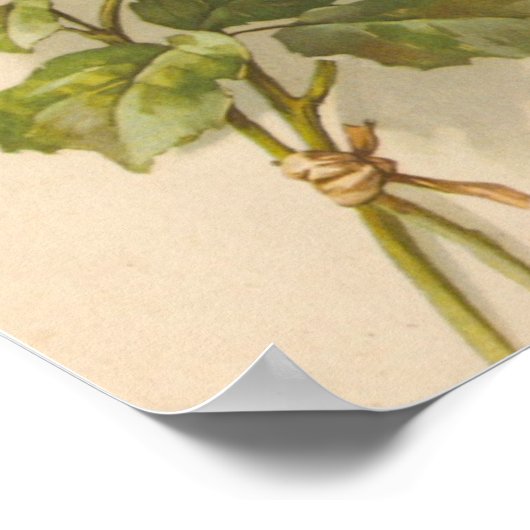 Poster Roses roses vintages (Coin)