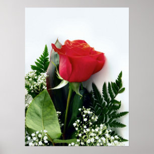 Poster Roses rouges