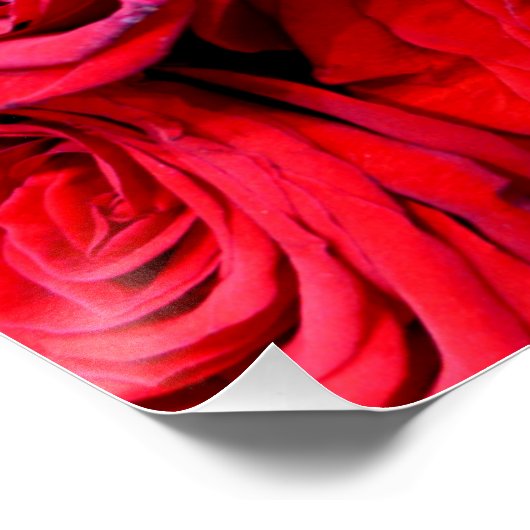 Poster Roses rouges (Coin)