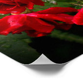 Poster Roses Rouges Et Blanches Trempées (Coin)