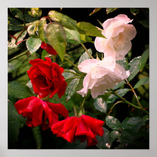 Poster Roses Rouges Et Blanches Trempées