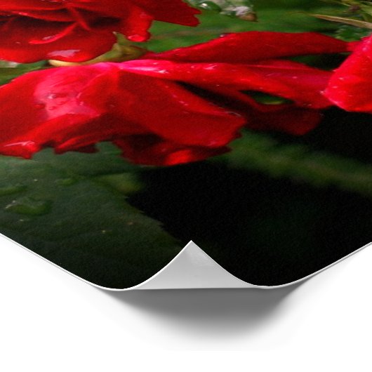 Poster Roses Rouges Et Blancs (Coin)