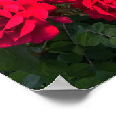 Poster Roses rouges florissantes (Coin)