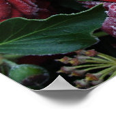 Poster Roses rouges foncés gelées sur une tombe (Coin)