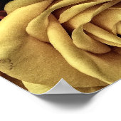 Poster Roses vintages (Coin)