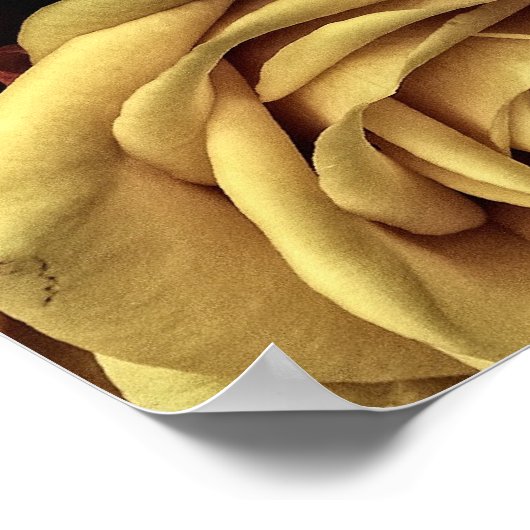 Poster Roses vintages (Coin)