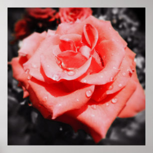 Poster Roses vintages