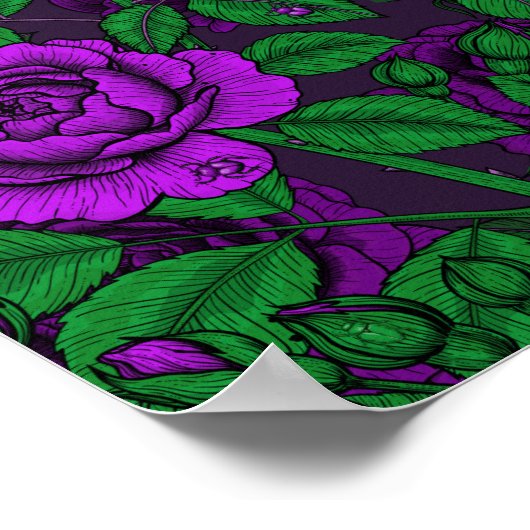 Poster Roses violets (Coin)