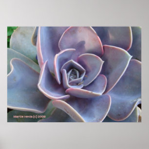 Poster Rosette Beauté succulente