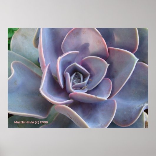 Poster Rosette Beauté succulente (Devant)