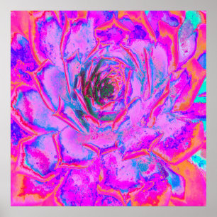 Poster Rosette de Sedum Succulent Pourpre et Magenta