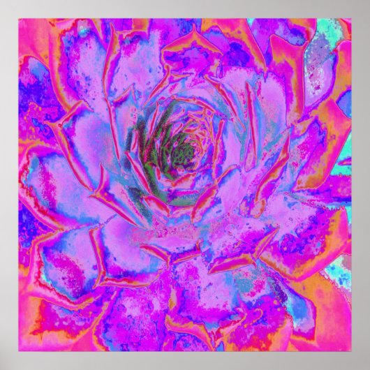 Poster Rosette de Sedum Succulent Pourpre et Magenta (Devant)