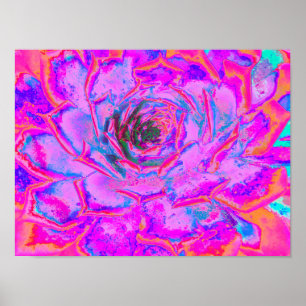 Poster Rosette de Sedum Succulent Violet et Magenta