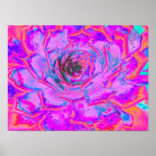 Poster Rosette de Sedum Succulent Violet et Magenta (Devant)