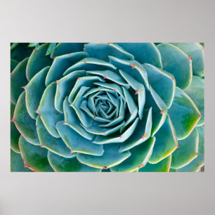 Poster Rosette d'Echeveria, Jardin Secret de Marrakech