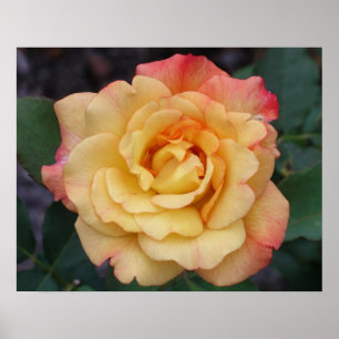 Poster Rosier de la Paix Belle Fleur Rose et Jaune