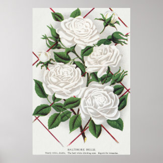 Poster Rosier grimpant blanc victorien antique de jardin