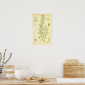 Poster Rosmarin, Rosemary Print (Cuisine)