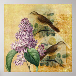 Poster Rossignols avec le lilas