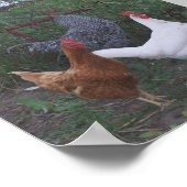 Poster Rosters X 3 (Coin)