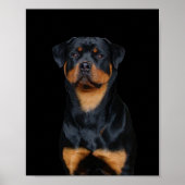 Poster Rottweiler (Devant)