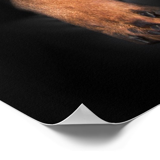 Poster Rottweiler (Coin)