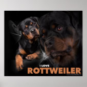 Poster Rottweiler (Devant)