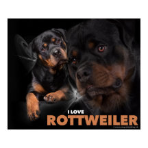 Poster Rottweiler