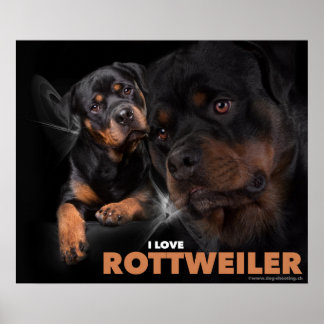 Poster Rottweiler