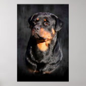 Poster Rottweiler (Devant)