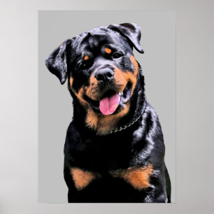 Poster Rottweiler