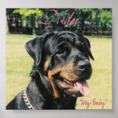 Poster Rottweiler (Devant)