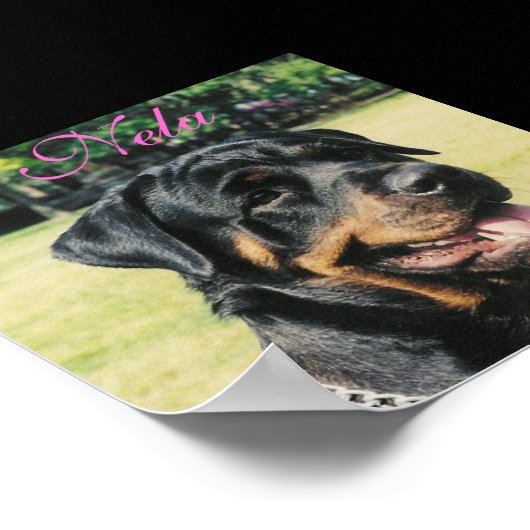 Poster Rottweiler (Coin)