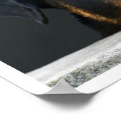 Poster Rottweiler (Coin)