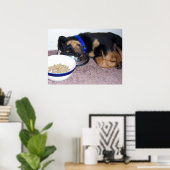 Poster rottweiler à tête blanche. (Bureau à domicile)