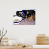 Poster rottweiler à tête blanche. (Cuisine)