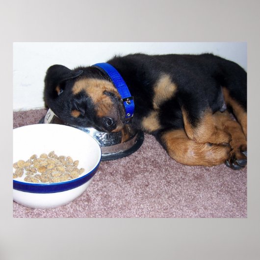 Poster rottweiler à tête blanche. (Devant)