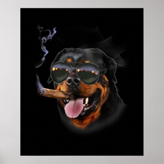 Poster Rottweiler avec Cigar Portant Avion Sunglass (Devant)