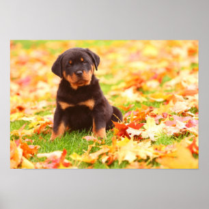 Poster Rottweiler Chiot Assis Dans Les Feuilles D'Automne