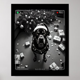 Poster Rottweiler de Noël pris sur caméra 