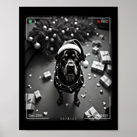 Poster Rottweiler de Noël pris sur caméra  (Devant)