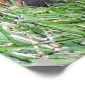 Poster rottweiler pup. (Coin)