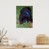 Poster rottweiler pup. (Cuisine)