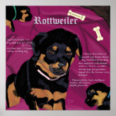 Poster Rottweiler Pup (Devant)