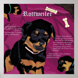 Poster Rottweiler Pup