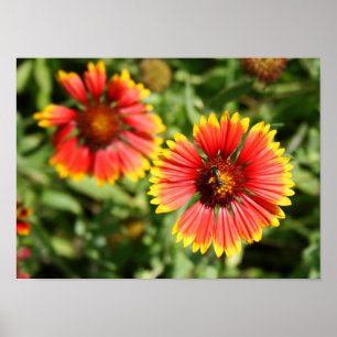 Poster Roue à feu - Fleur sauvage Sundance