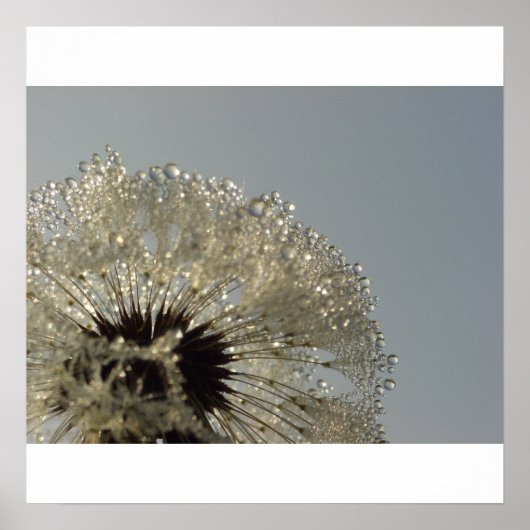 Poster Roue de gouttelettes - Dandelion avec gouttelettes (Devant)